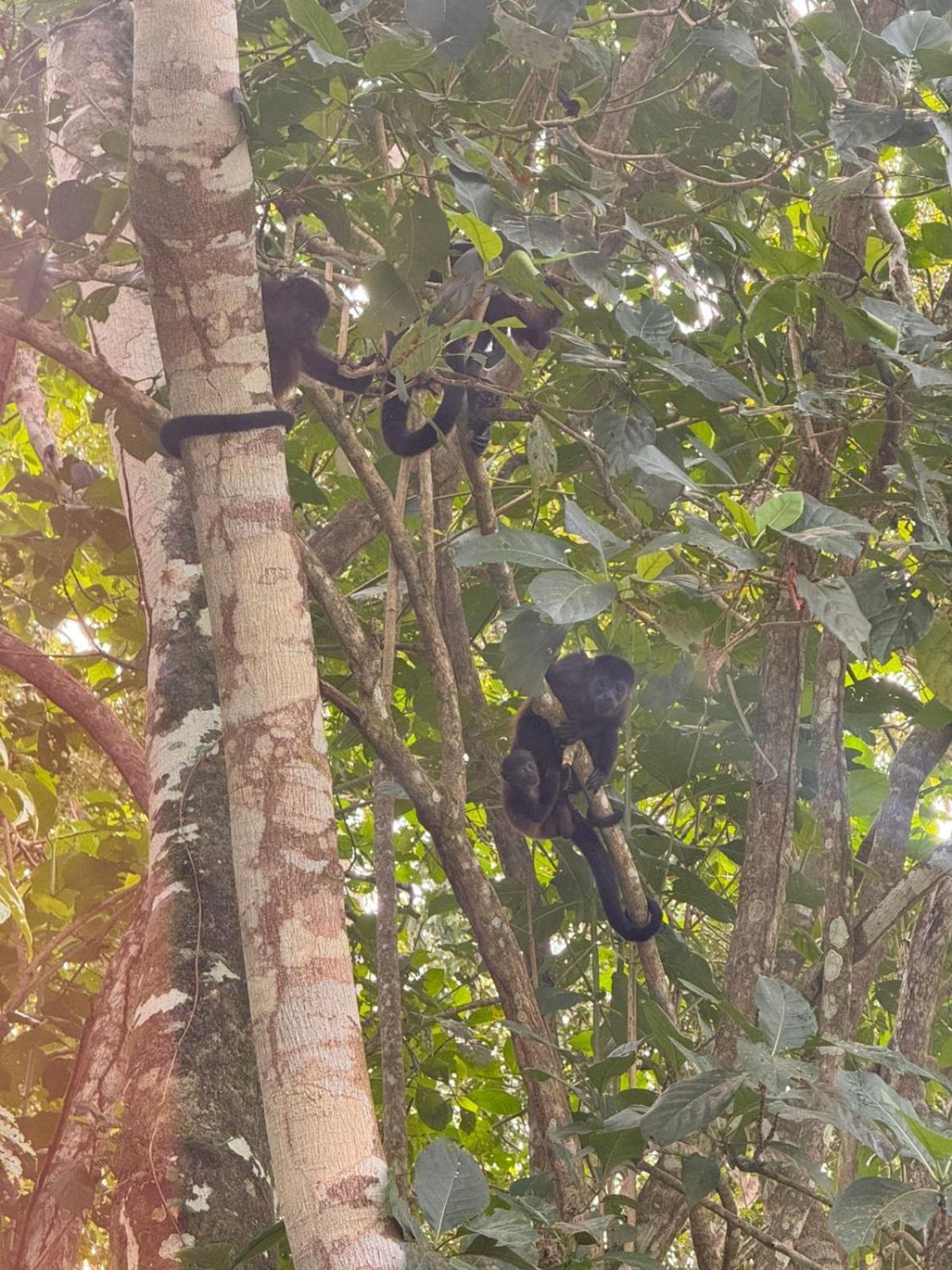 Wahi Maluhia * Cahuita